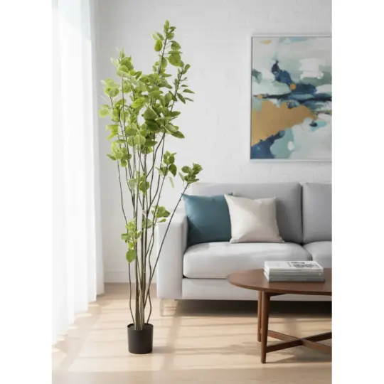 Potted 6' Smoke Tree - Green