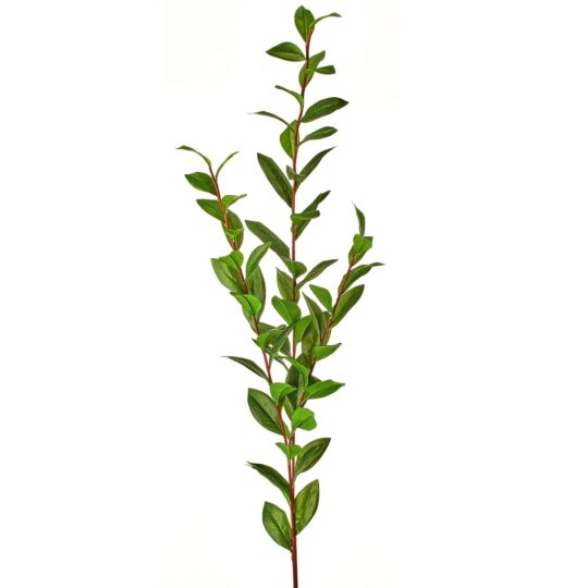 Laurel Leaf Branch 55" - Green