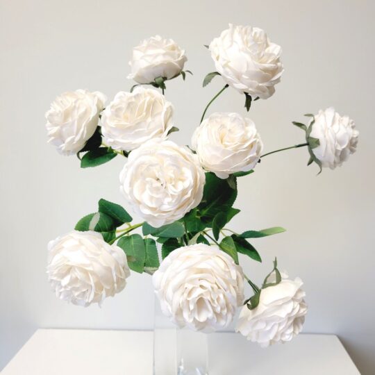 Rose Bush x10 19" - Ccream