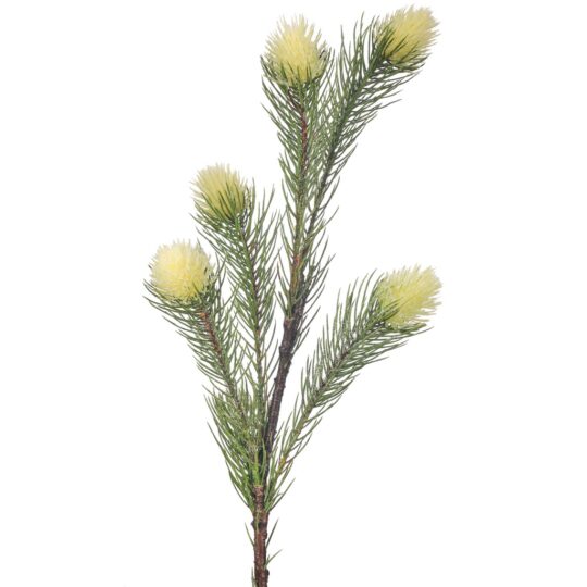 Golden Thistle 26" Stem x5 - Green/Yellow