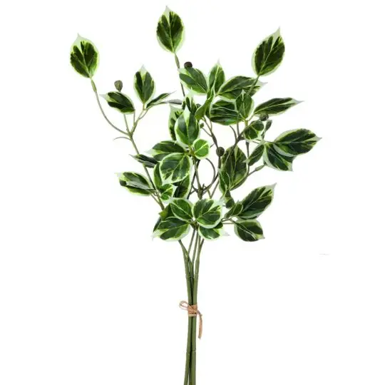 Wild Euynomus x3 Bundle 19" - Variegated Green