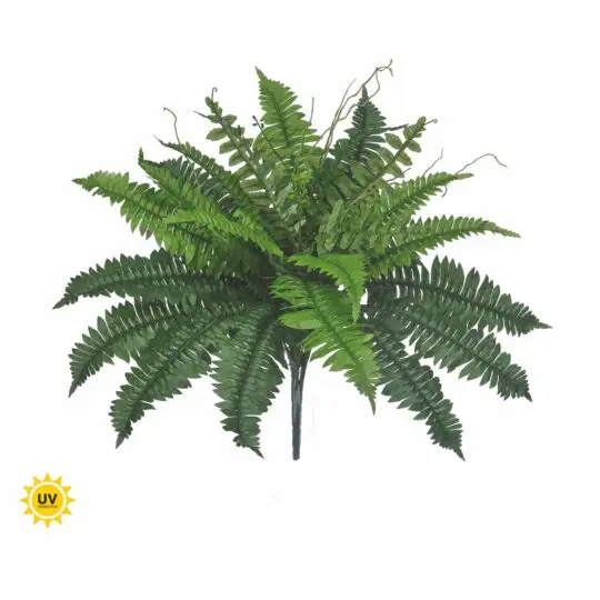 UV Protected Boston Fern x24  Bush 22" - Green