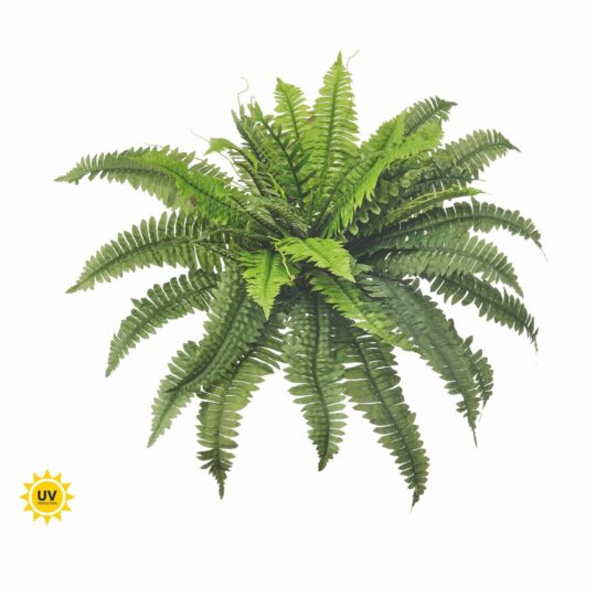 UV Protected Boston Fern x40  Bush 30" - Green