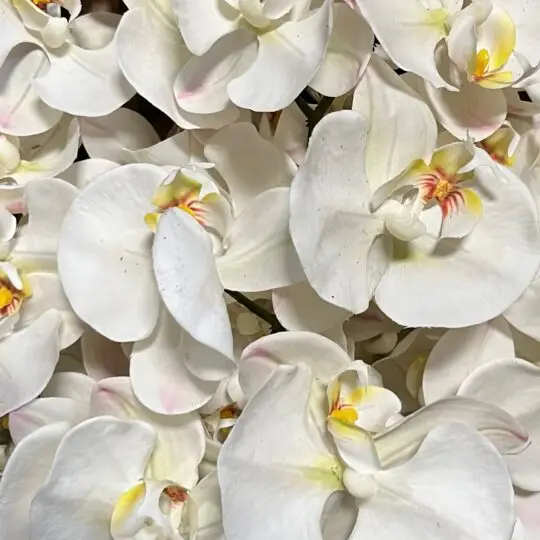 Orchids