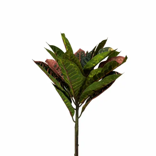 UV Protected Croton 18" Bush - Green/Pink