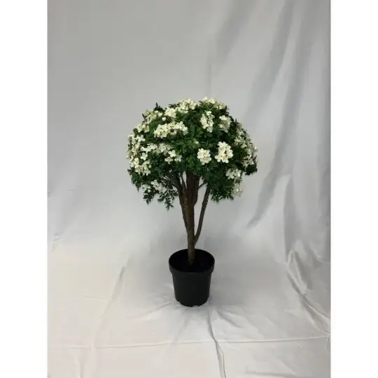 UV Protected Orange Jasmine 30" Shrub-Green/White