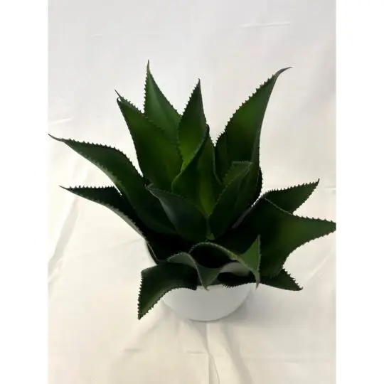 UV Protected Foxtail Agave 18" Plant - Green
