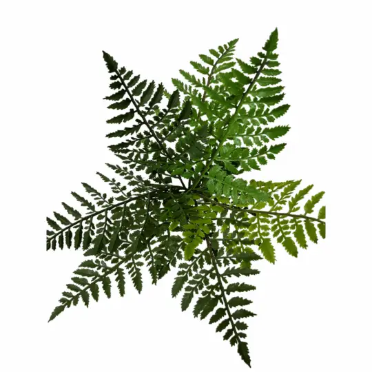 UV Protected Leather Fern 14" Bush - Green