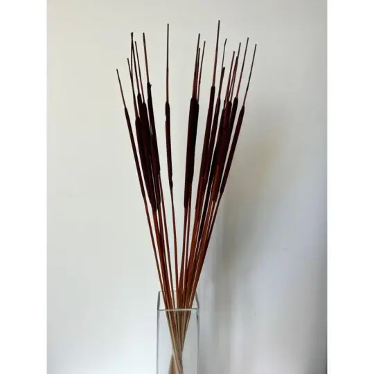 Preserved Cattails Bouquet 30" - Brown