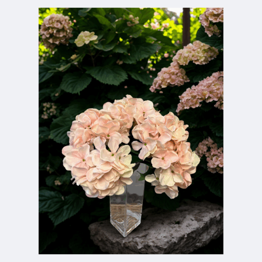 Hydrangea Bush x5 18" - Pink