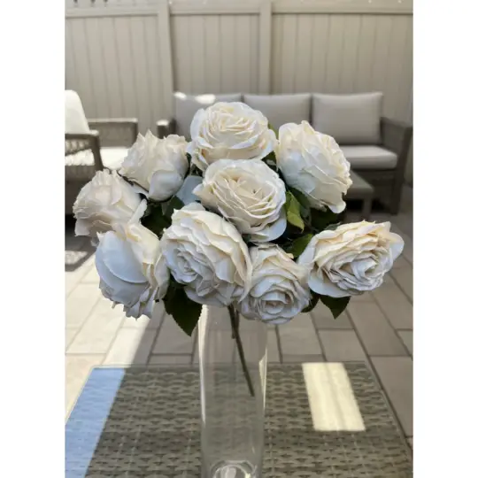 Rose Bush x9 - Champagne