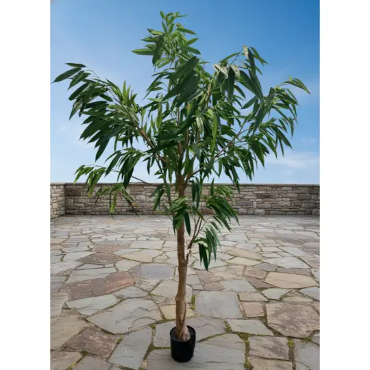 UV Protected Potted 8' Ficus Alii Tree - Green