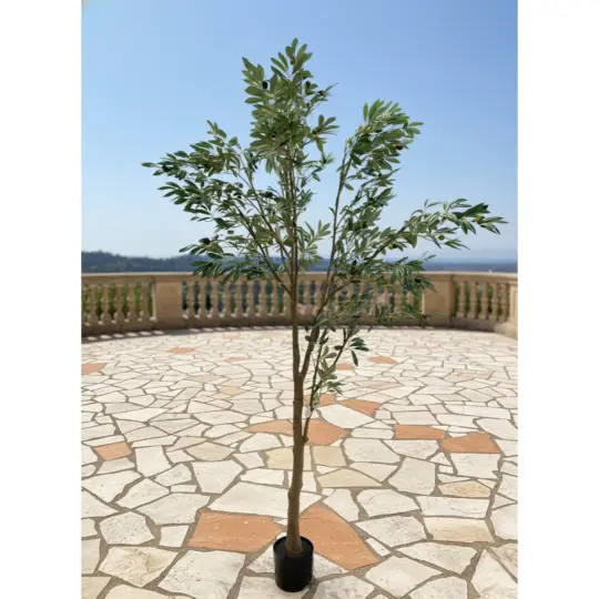 Potted 7' Olive Tree with Olives - Green