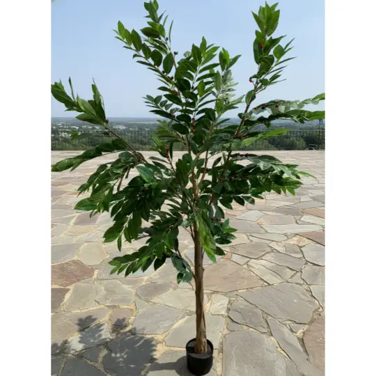 Potted 7' Coffee Tree - Green