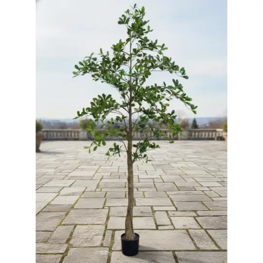 UV Protected Potted 8' Black Olive Tree - Green