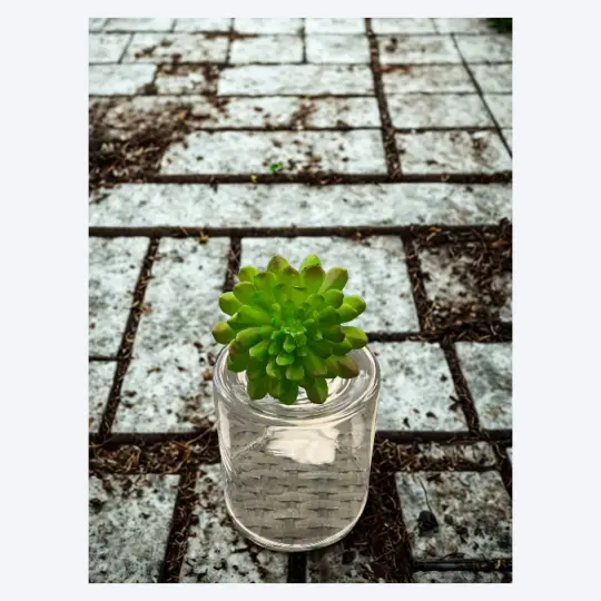 Echeveria Pick 5"H 4"D - Green