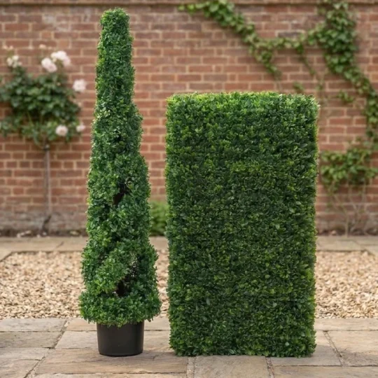 Boxwood