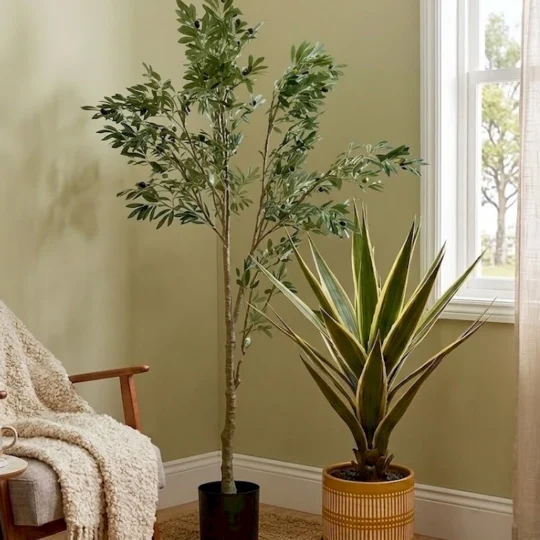 Potted Trees & Plants
