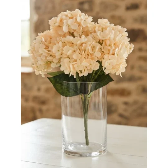 Hydrangea Bush x5 18" - Champagne